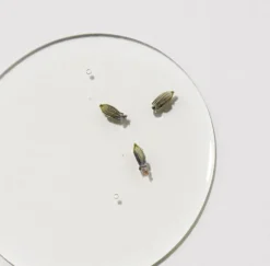 Sérum Lutte Contre Les Imperfection Naturellement, Slolie