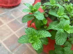 Savon Solide Bio Certifié Cosmos Organic - Lavande Et Menthe - 90g -Boutique Ipheos b7173a0b13df8c6adf28a536c50ec8ef 11webp