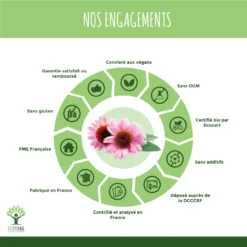 Défense Immunitaire Echinacée "maux De L'hiver" Complément Alimentaire Bio60 Gélules -Boutique Ipheos e8867743d9de8a32b6433389a3cb0ce3 5 hiver tranquille defenses immunitaires bio en gelules complements alimentaires echinacee curcuma plantain eucalyptus thym