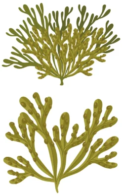 Savon Solide Certifié Bio - Bois De Cèdre Avec Bladderwrack - 90g -Boutique Ipheos f99f5c7665797e51ce8a25f0ebd2ee5d 14webp